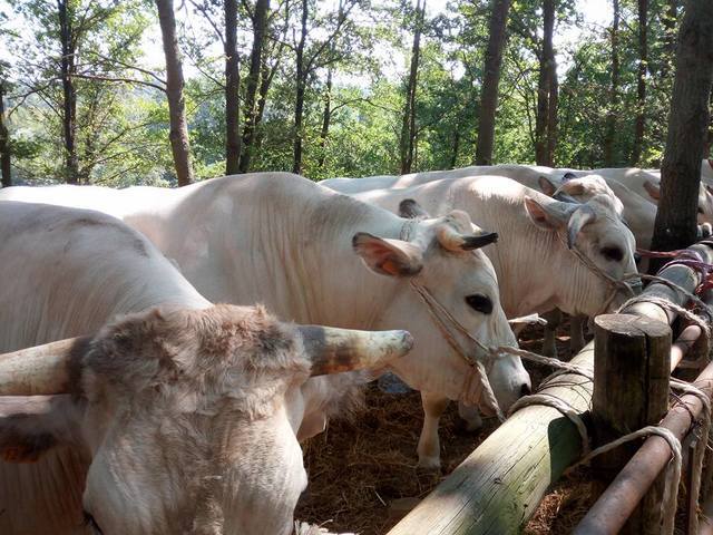Fiera regionale bovina di San Desiderio il 26 luglio a Monastero Bormida